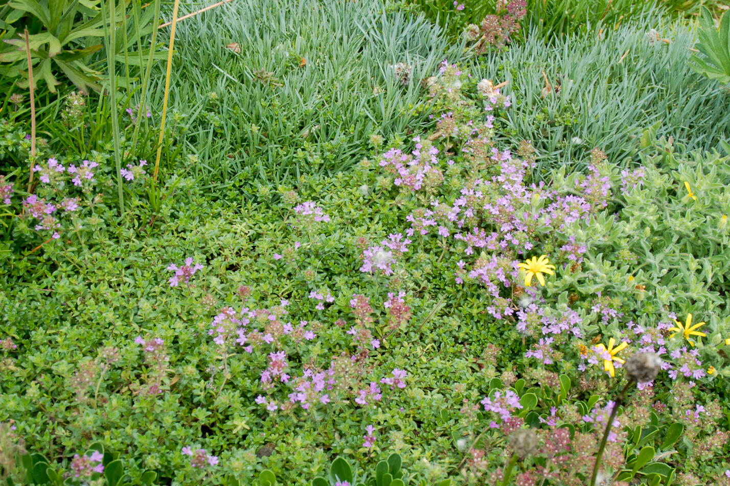 Pink Chintz Thyme